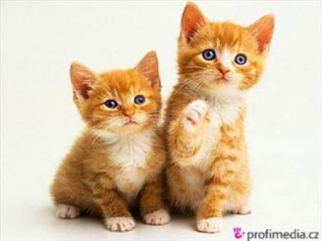 Koťata